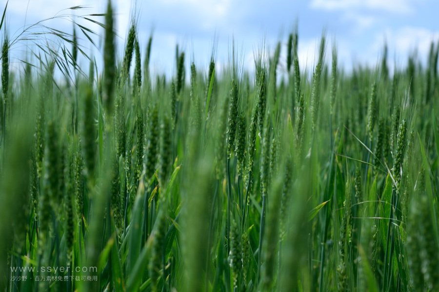 精準農業與智慧農業 精準農業與智慧農業